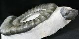 Anetoceras Ammonite With Trilobite Head #23867-1